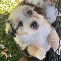 Lucy - Red merle female Australian Shepherd puppy in Lebanon, Oregon from Mount Hope Aussies