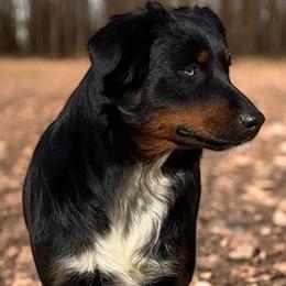 Aussiedoodles, Australian Shepherds, and Miniature Australian Shepherds from Ten Mile Aussies