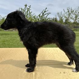 Silken Windhound Puppies from Luminous Silken Windhounds