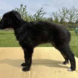 Silken Windhound Puppies from Luminous Silken Windhounds