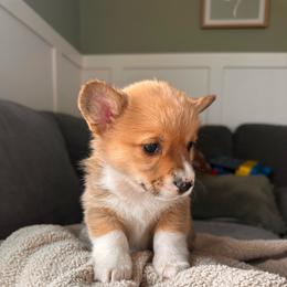 Rain - Red female Pembroke Welsh Corgi puppy in Springfield, Missouri from Hansen Corgis