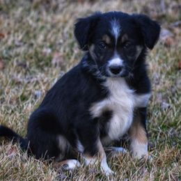 Border Collies from Boyce Ranch