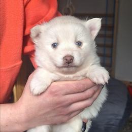 White Fluff 2 - White male Pomsky puppy in Fairbanks, Alaska from Arctic Kennels (Pomskies, Akitas & Shibas)