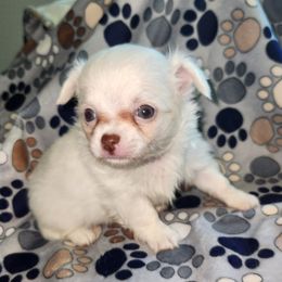 CASPER - Cream and white male Chihuahua puppy in Attleboro, Massachusetts from Treasured Hearts Chihuahuas