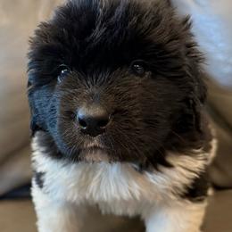 Hero - White and black male Newfoundland puppy in Saukville, Wisconsin from Crossroads Canines ~ Newfoundland Dogs