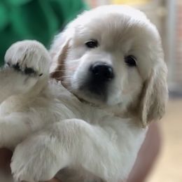 Golden Retriever Puppies from INGOLD Retrievers