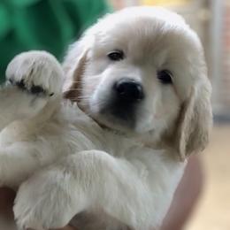 Golden Retriever Puppies from INGOLD Retrievers