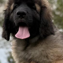 Pink - Reddish brown female Leonberger puppy in Eagle Mountain, Utah from Leo Fidelis Leonbergers