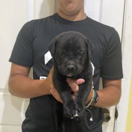 Pup 5 - Black male Cane Corso puppy in Kaufman, Texas from Phantom Corsos