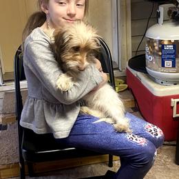 Jaylynn - Dachshund