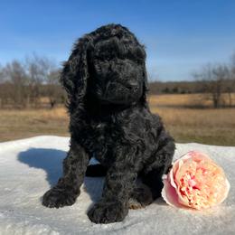 Raven - Black female Goldendoodle puppy in Osage City, Kansas from Golden Ridge Goldens