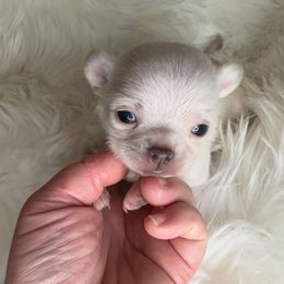 Boy 3 - Cream male Chihuahua puppy in Fargo, North Dakota from Wild Prairie Chihuahuas