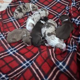Miniature Australian Shepherd puppies from KAREN K MCPHERSON