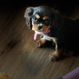 Sky - Black and tan female Cavalier King Charles Spaniel puppy in Lawton, Oklahoma from Wild Wishes Cavaliers