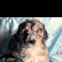 Ruby - Merle female Double Doodle puppy in Rockville, Missouri from Parker's Alpine Sheepadoodles