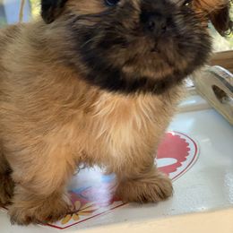 Shih Tzu Puppies from Once in a Lifetime Shih Tzu