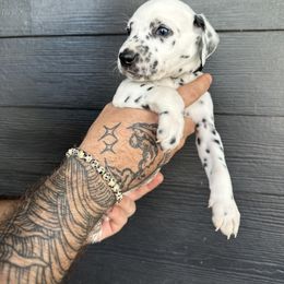 Noir Male - White and black Dalmatian puppy in Tampa, Florida from Black House Dalmatian