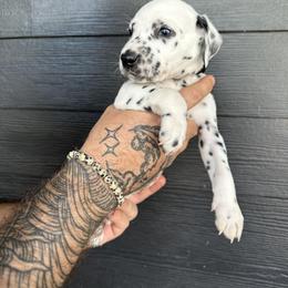 Noir Male - White and black Dalmatian puppy in Tampa, Florida from Black House Dalmatian