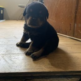 Rottweiler Puppies from Rottweiler Land