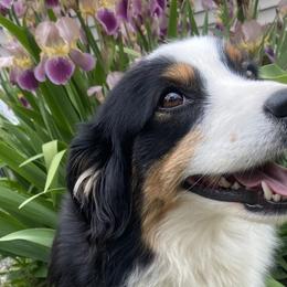 Miniature American Shepherds from Linda Malaussena