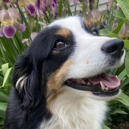 Miniature American Shepherds from Linda Malaussena