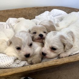 Cavapoo puppies from Dukes Forever Doodles