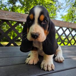 Xerxes - Black white and brown male Basset Hound puppy in Denison, Texas from Emma Lou's Baby Bassets
