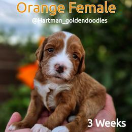 Orange - Apricot female Goldendoodle puppy in Upland, California from Hartman Goldendoodles