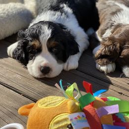 English Springer Spaniel Puppies from Cedarhaven Springers