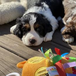 English Springer Spaniel Puppies from Cedarhaven Springers