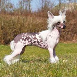Alley - Chinese Crested