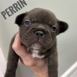 Perrin - Liver female French Bulldog puppy in Port Charlotte, Florida from Fluffing Frenchies LLC