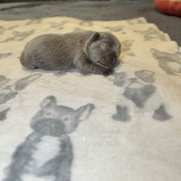 Boy 1 - Blue male French Bulldog puppy in Bolingbrook, Illinois from Flores Frenchies