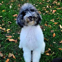 Pebbles - Merle female Sheepadoodle puppy in Heyburn, Idaho from Royal T Acres