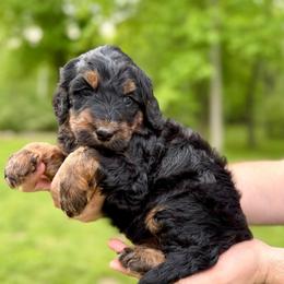Sorbet - Phantom female Bernedoodle puppy in Midland, Michigan from Northern Charm Farm