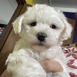 Layla - White female Bichon Frise puppy in Cave City, Kentucky from Loretta's Pups