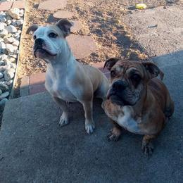 Olde English Bulldogge Puppies from Gods Of Olympus Bulldogges