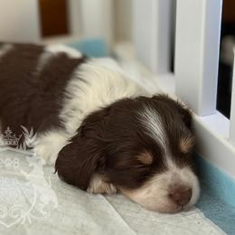 Dachshund Puppies from 208 Dox Dynasty