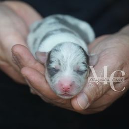 Bluie Merle M 1 - Gray and white male American Corgi puppy in Straughn, Alabama from Magnolia Creek Corgis