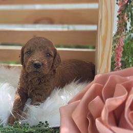Charlotte - Red female Labradoodle puppy in Clinton, Ohio from P&L Doodles