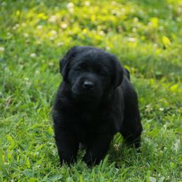 Labrador Retriever Puppies from Kyla Flora