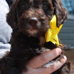 Goldendoodle and Poodle Puppies from High Cotton Doodles