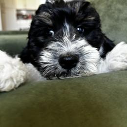 AC Slater - Black and white male Aussiedoodle puppy in Lake City, Florida from North Florida Poodles and Doodles