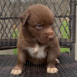 Thumper - Red & white male Australian Shepherd puppy in Windsor, New York from Double B Aussies