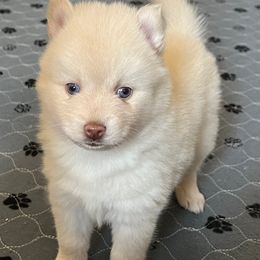 Girl 1 - White female Pomsky puppy in Sacramento, California from 916 Pomskies