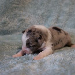 Agnes - Blue merle female Australian Shepherd puppy in Saint Maries, Idaho from North Idaho Aussies
