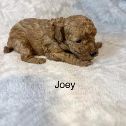 Joey - Red  male Poodle puppy in Cartersville, Georgia from Alpha Tiny Paws