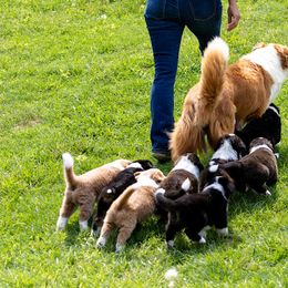 English Shepherd Puppies from LiquidMoon English Shepherds