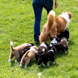 English Shepherd Puppies from LiquidMoon English Shepherds