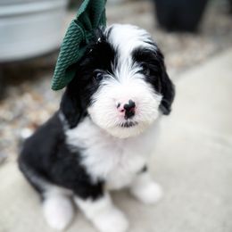 Freckles - Black and white female Sheepadoodle puppy in Marion, Ohio from Doodles & Doxies